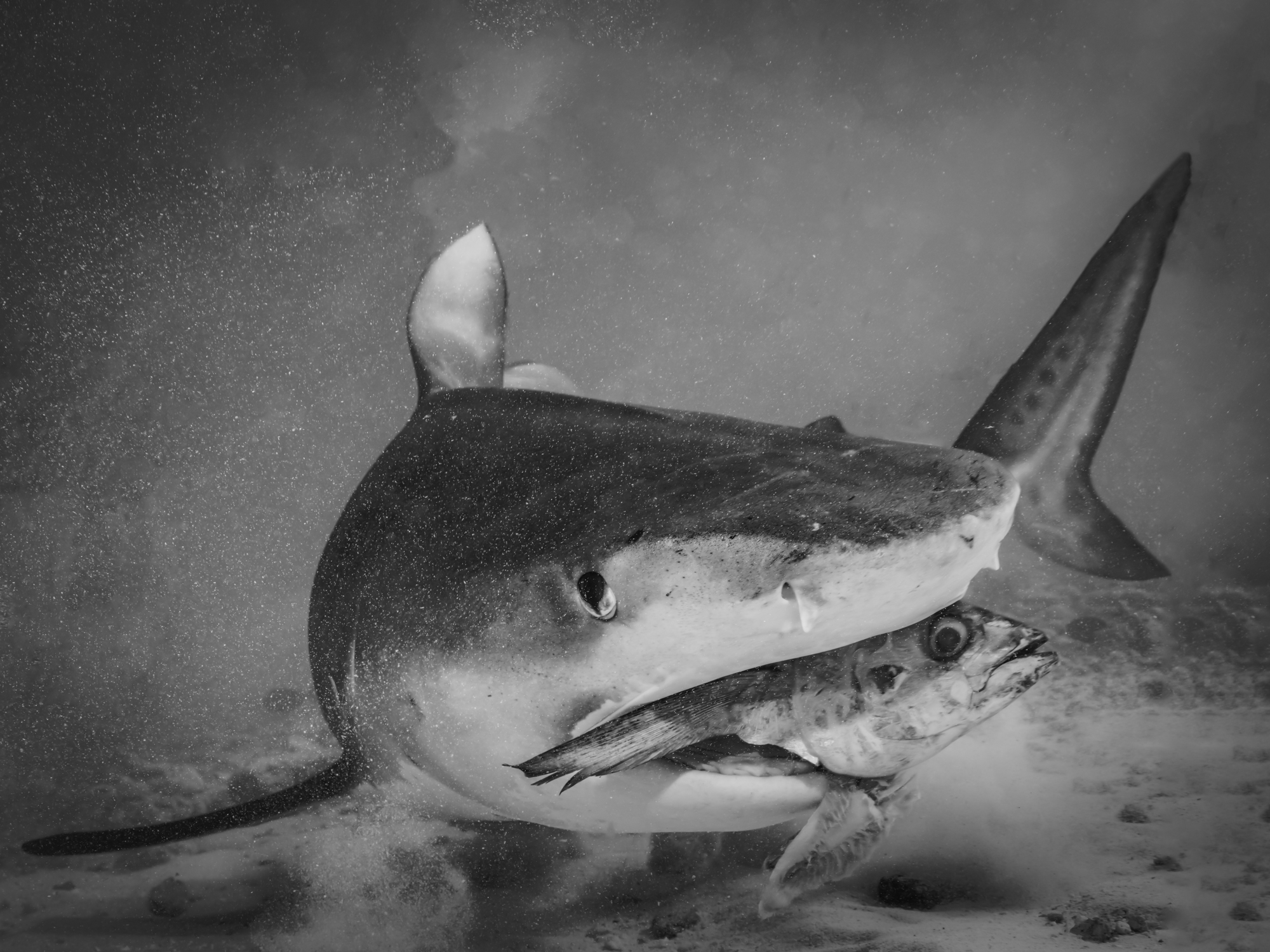 Underwater Art by Alexej Sachov – Be the Big Fish!, exhibited at ARTMUC