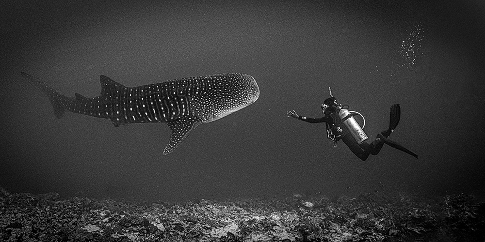 Unterwasser-FineArt-Fotografie von Alexej Sachov – A HUGE Luck (2022), präsentiert auf der boot Düsseldorf 2026 (Maritime Kunst)
