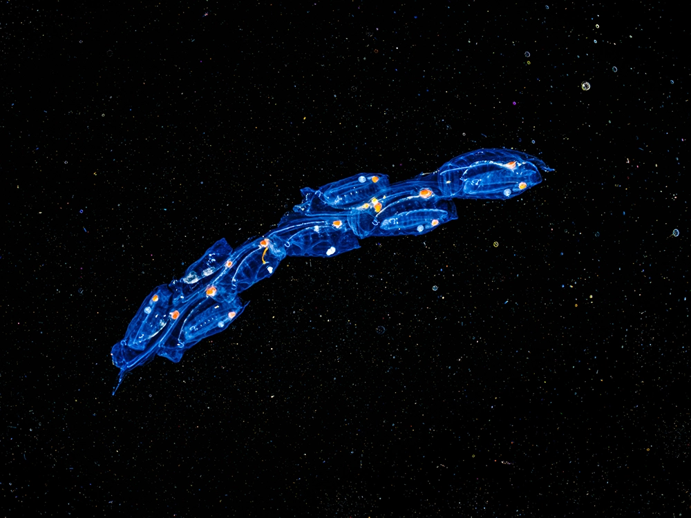 Unterwasser-FineArt-Fotografie von Alexej Sachov – Starships: Colony (2022), präsentiert auf der boot Düsseldorf 2026 (Maritime Kunst)