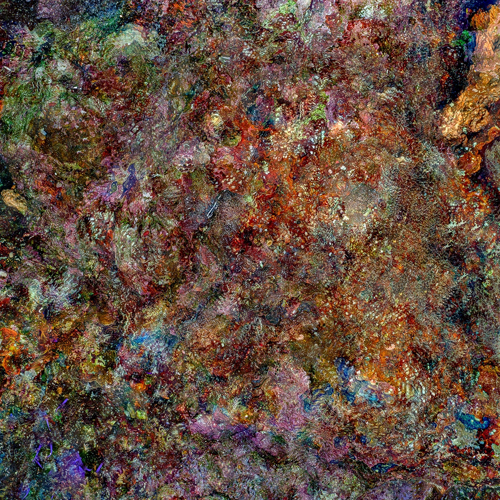 Unterwasser-FineArt-Fotografie von Alexej Sachov – The Jewel of Nature #1 (2025), präsentiert auf der boot Düsseldorf 2026 (Maritime Kunst)