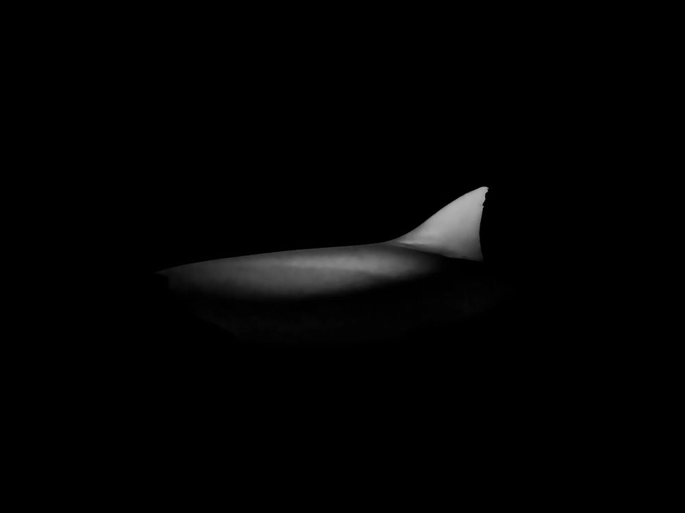 Unterwasser-FineArt-Fotografie von Alexej Sachov – The Shape of Night — Sharkship (2020), präsentiert auf der boot Düsseldorf 2026 (Maritime Kunst)
