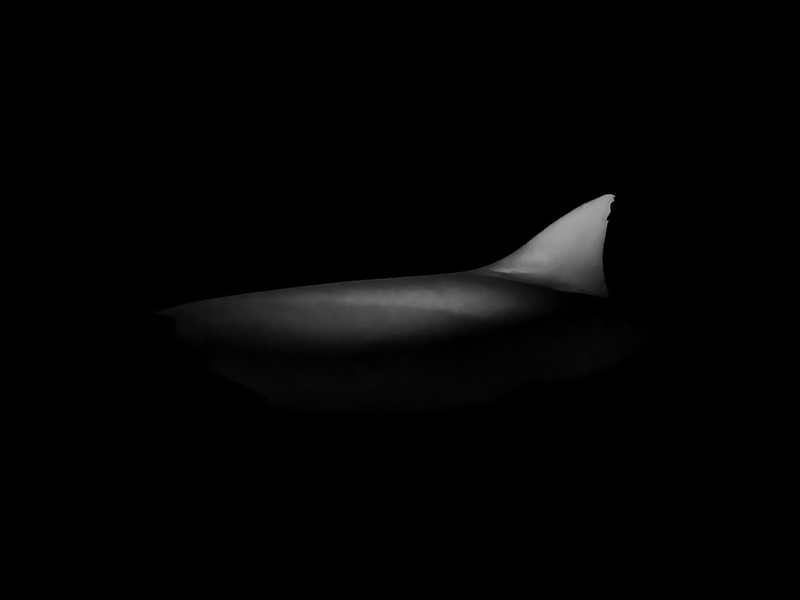 Monochrome abstract underwater art from the series The Shape of Night by Alexej Sachov.