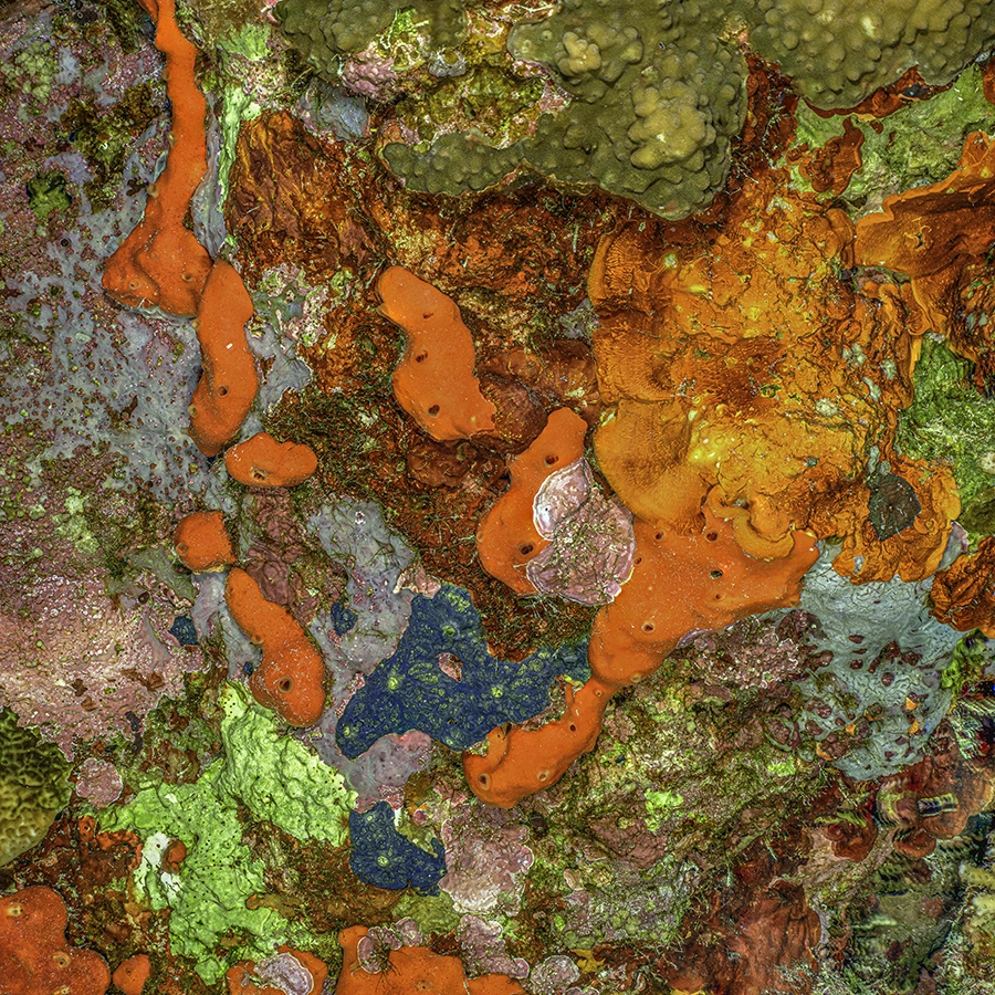 Underwater photograph «The Jewel of Nature #9» by Alexej Sachov.