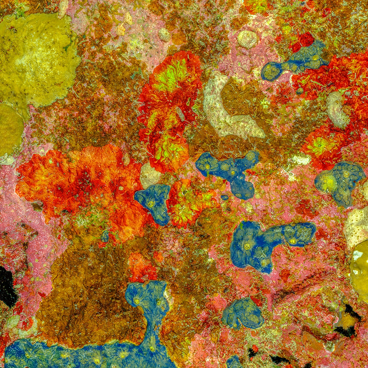 Alexej Sachov, The Prehistoric Art of Nature #1, 2025, from The Jewel of Nature series