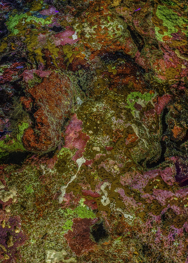 Alexej Sachov, The Jewel of Nature #11, 2025, coral photograph