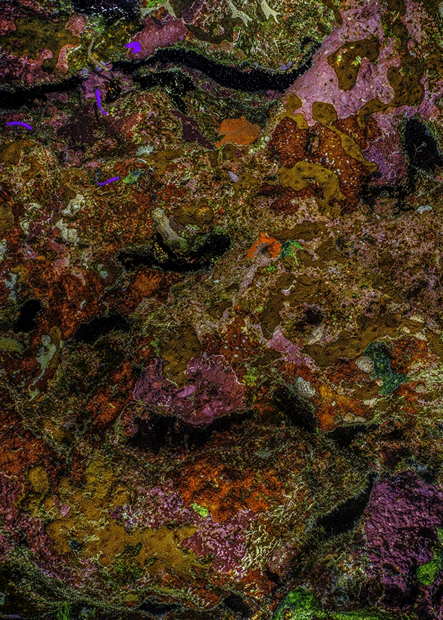 Alexej Sachov, The Jewel of Nature #13, 2025, coral photograph