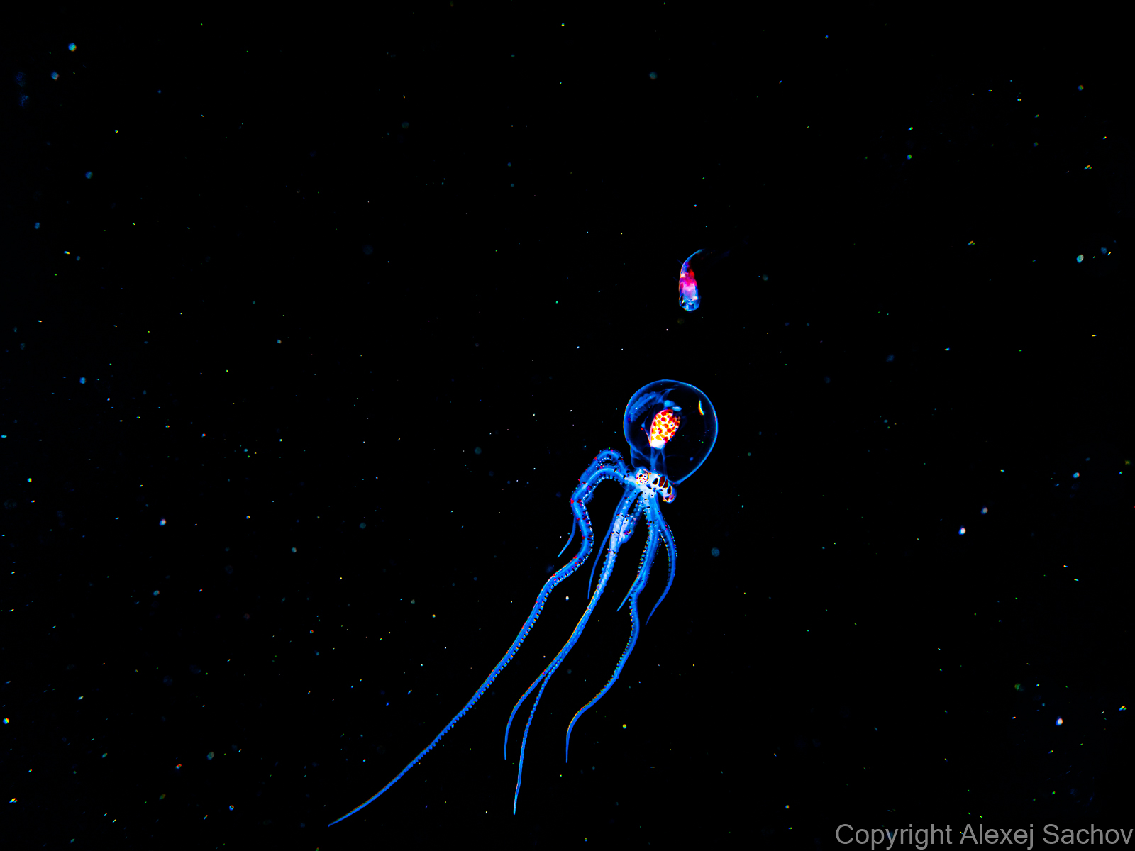 Underwater night dive art - &ldquo;Competitors or Enemies?&rdquo; by Alexej Sachov, from Aliens Underwater series.