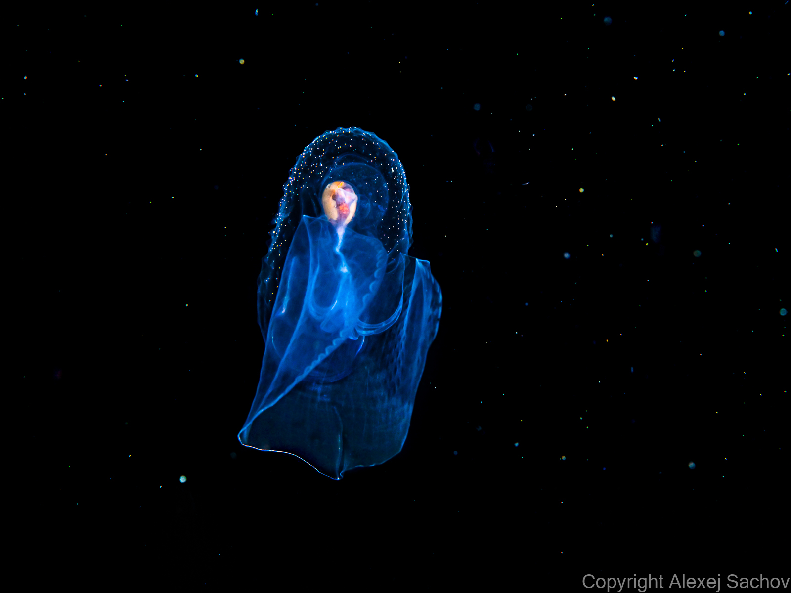 Underwater night dive art - &ldquo;The Angel&rdquo; by Alexej Sachov, from Aliens Underwater series.