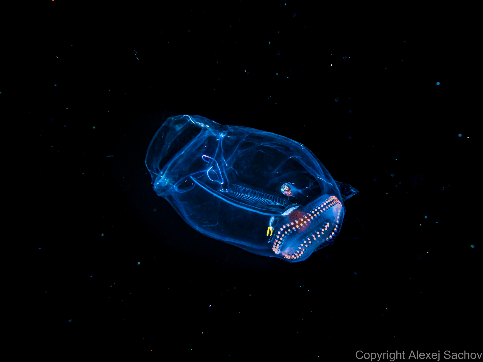 Underwater night dive art - &ldquo;Small Captain&rdquo; by Alexej Sachov, from Aliens Underwater series.