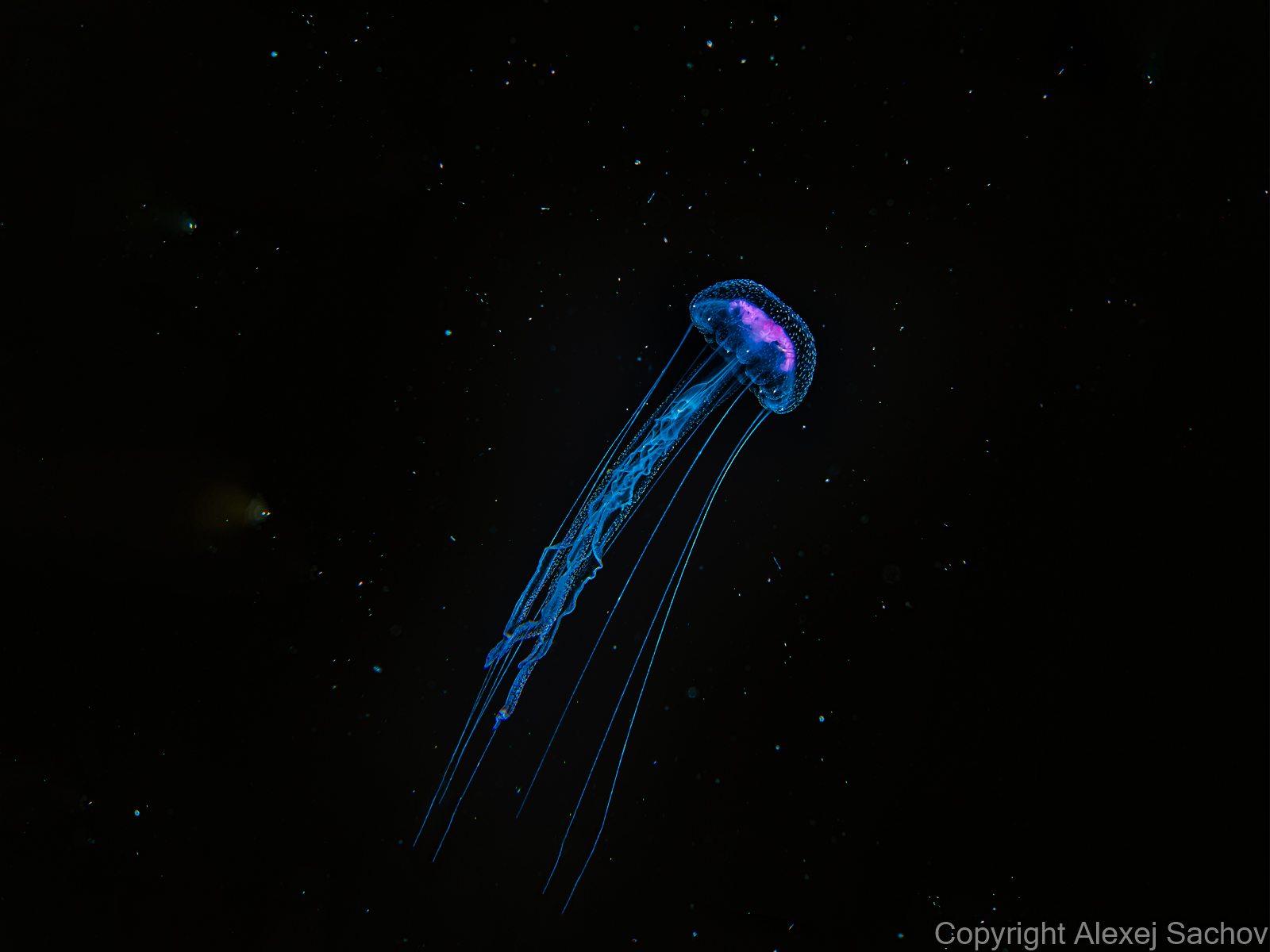 Underwater night dive art - &ldquo;Happy Jelly&rdquo; by Alexej Sachov, from Aliens Underwater series.