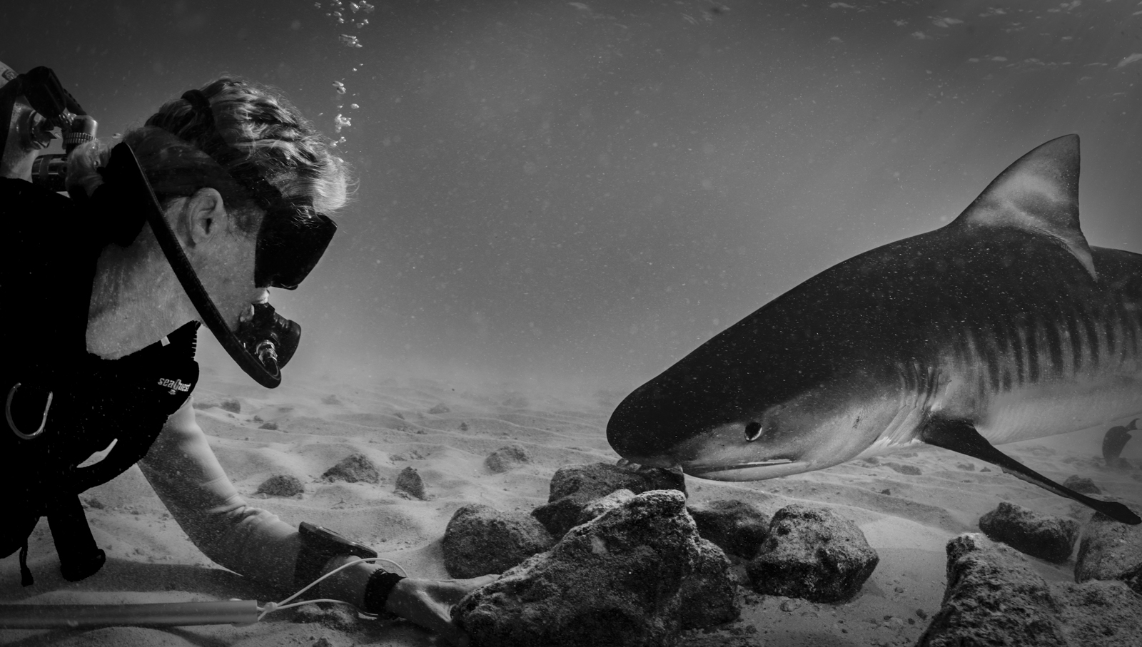 Underwater photograph «Keep the Eye Contact!» by Alexej Sachov.