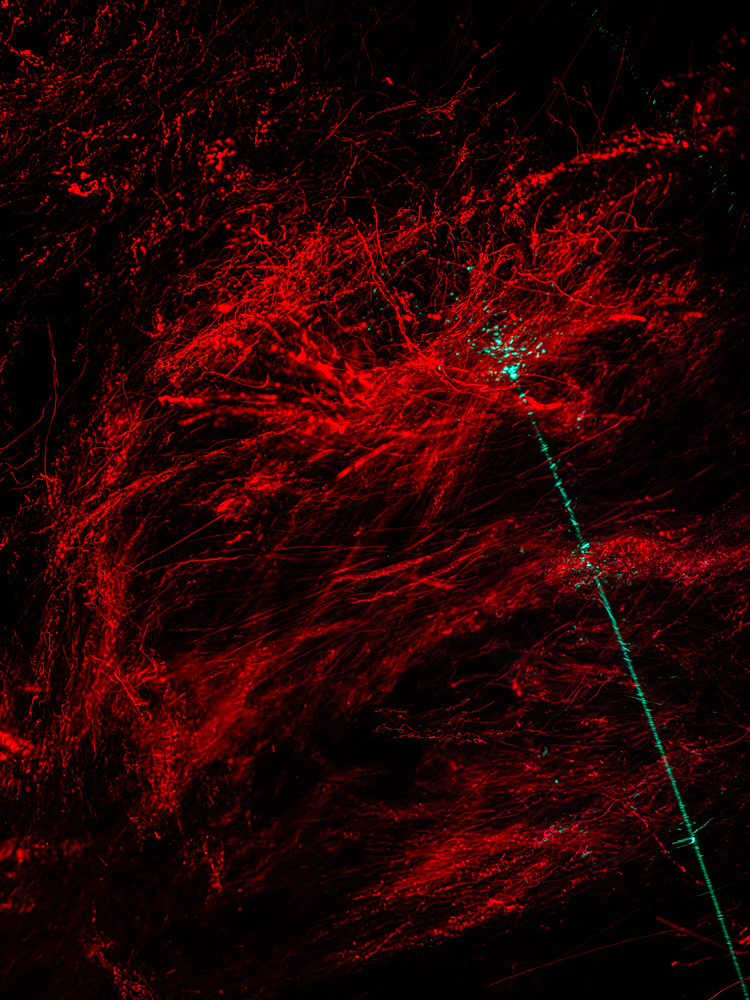 Conceptual underwater art - &ldquo;Blood #6&rdquo; by Alexej Sachov, from the Blood series.