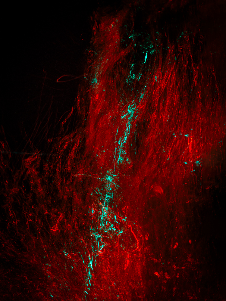 Conceptual underwater art - &ldquo;Blood #19&rdquo; by Alexej Sachov, from the Blood series.