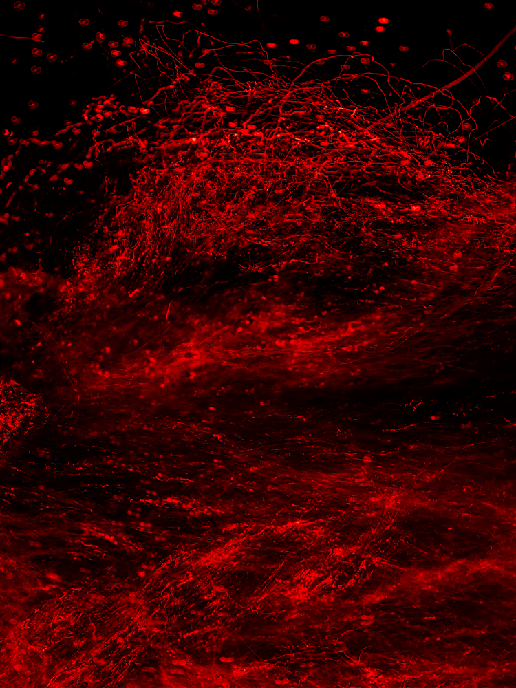 Conceptual underwater art - &ldquo;Blood #3&rdquo; by Alexej Sachov, from the Blood series.