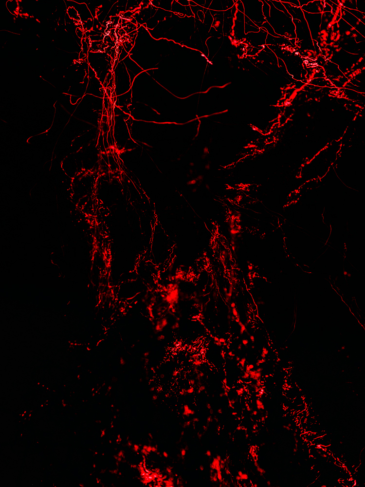 Conceptual underwater art - &ldquo;Blood #4&rdquo; by Alexej Sachov, from the Blood series.