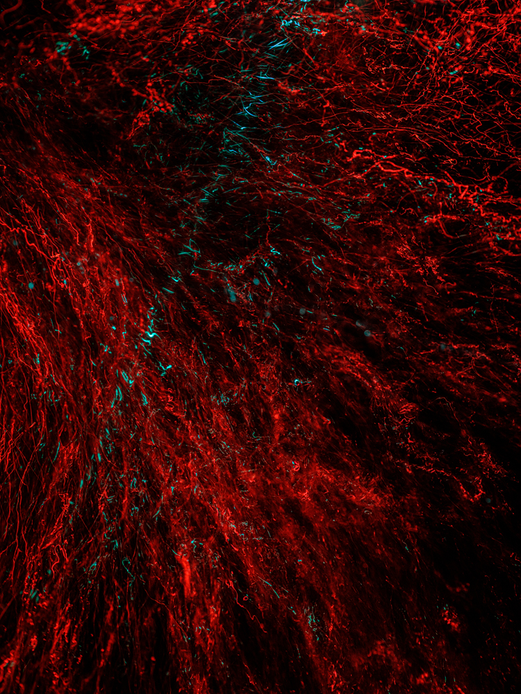 Conceptual underwater art - &ldquo;Blood #9&rdquo; by Alexej Sachov, from the Blood series.