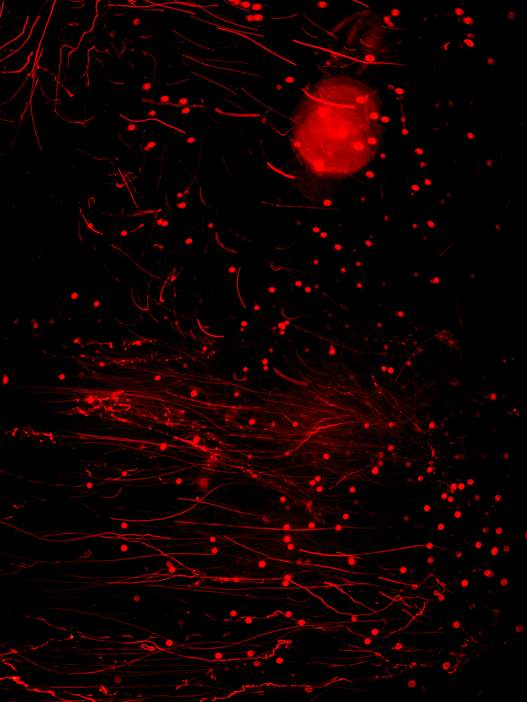 Conceptual underwater art - &ldquo;Blood #5&rdquo; by Alexej Sachov, from the Blood series.