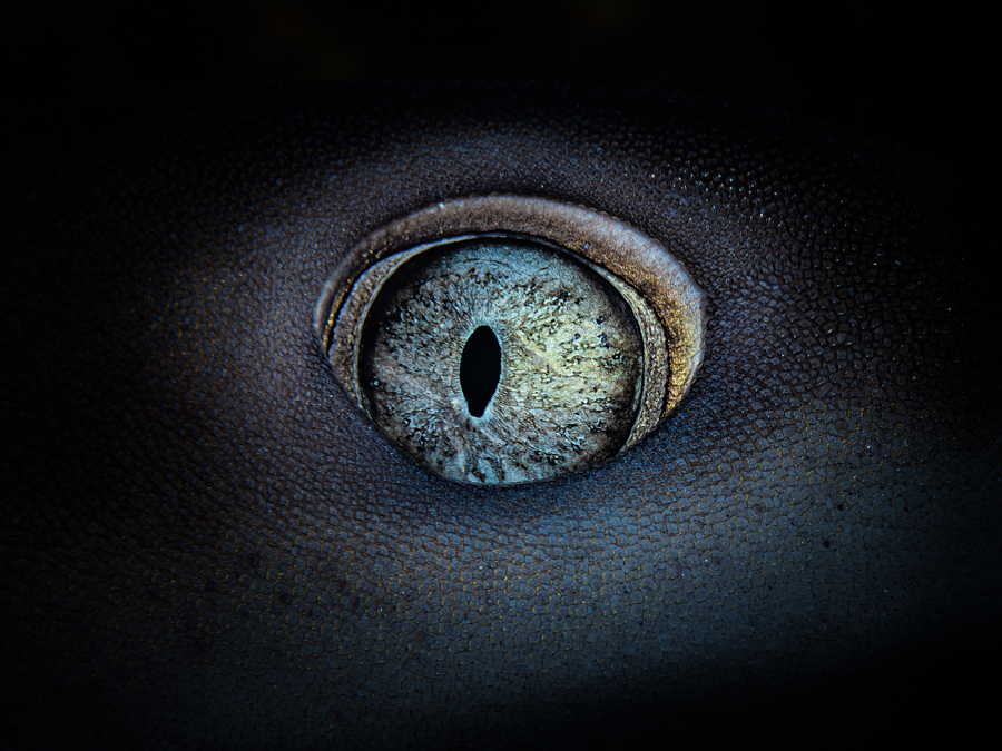 Underwater art - &ldquo;Shark Fish Eye&rdquo; by Alexej Sachov, from Searching for the Truth in the Fish Eye series.