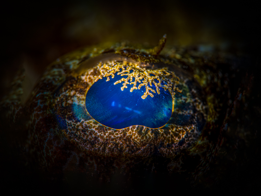Underwater art - &ldquo;Crocodile Fish Eye&rdquo; by Alexej Sachov, from Searching for the Truth in the Fish Eye series.