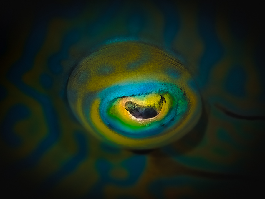 Underwater art - &ldquo;Napoleon Fish Eye&rdquo; by Alexej Sachov, from Searching for the Truth in the Fish Eye series.