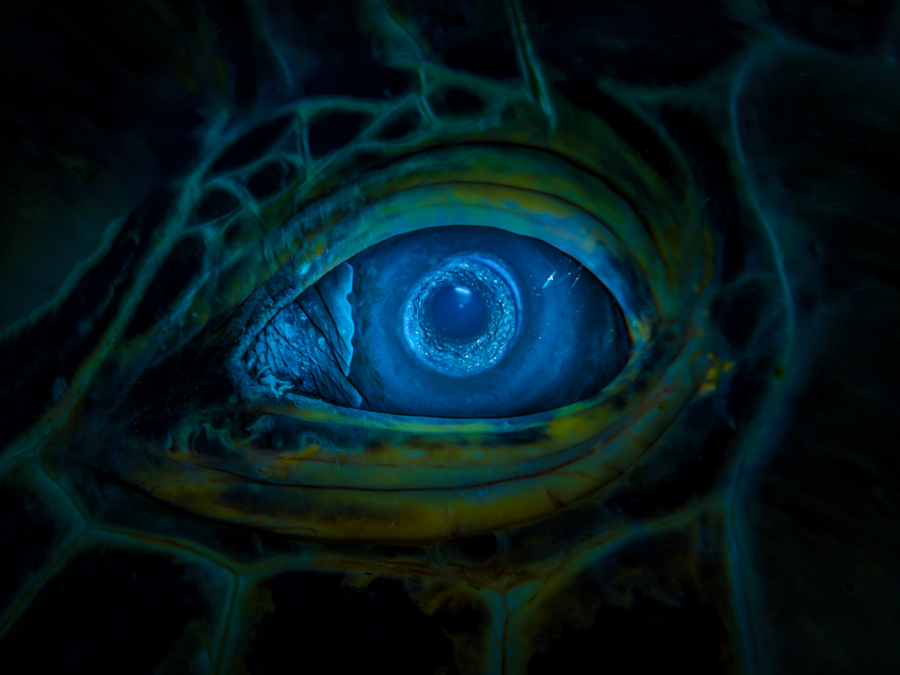 Underwater art - &ldquo;Turtle's Eye&rdquo; by Alexej Sachov, from Searching for the Truth in the Fish Eye series.