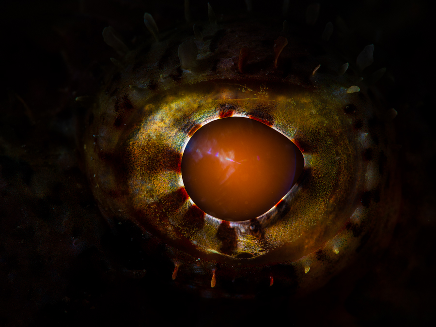 Underwater art - &ldquo;Scorpion Fish Eye&rdquo; by Alexej Sachov, from Searching for the Truth in the Fish Eye series.