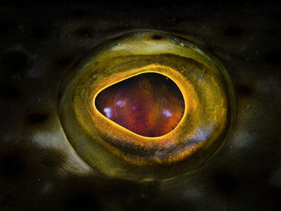 Underwater art - &ldquo;Grouper Fish Eye&rdquo; by Alexej Sachov, from Searching for the Truth in the Fish Eye series.