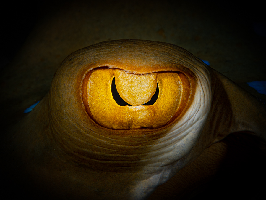 Underwater art - &ldquo;Stingray's Eye&rdquo; by Alexej Sachov, from Searching for the Truth in the Fish Eye series.
