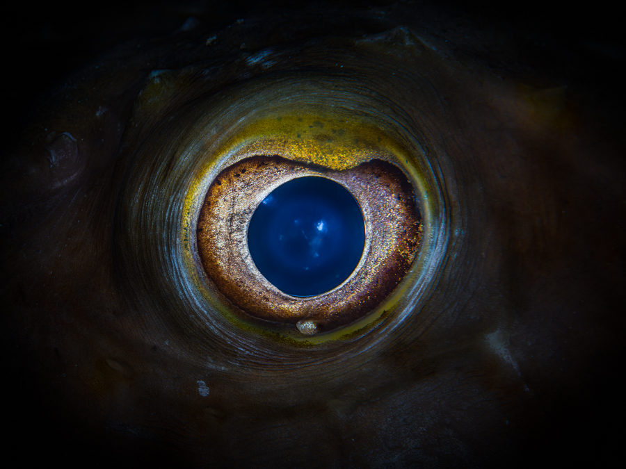 Underwater art - &ldquo;Puffer Fish Eye&rdquo; by Alexej Sachov, from Searching for the Truth in the Fish Eye series.