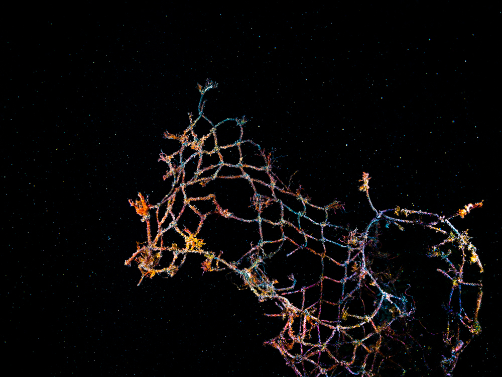 Ecological underwater art - &ldquo;Spotted: an Underwater Horse!&rdquo; by Alexej Sachov, from New Cosmos Underwater series.