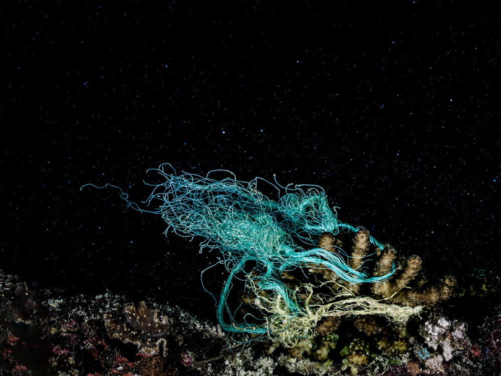 Ecological underwater art - &ldquo;Modern Fly&rdquo; by Alexej Sachov, from New Cosmos Underwater series.