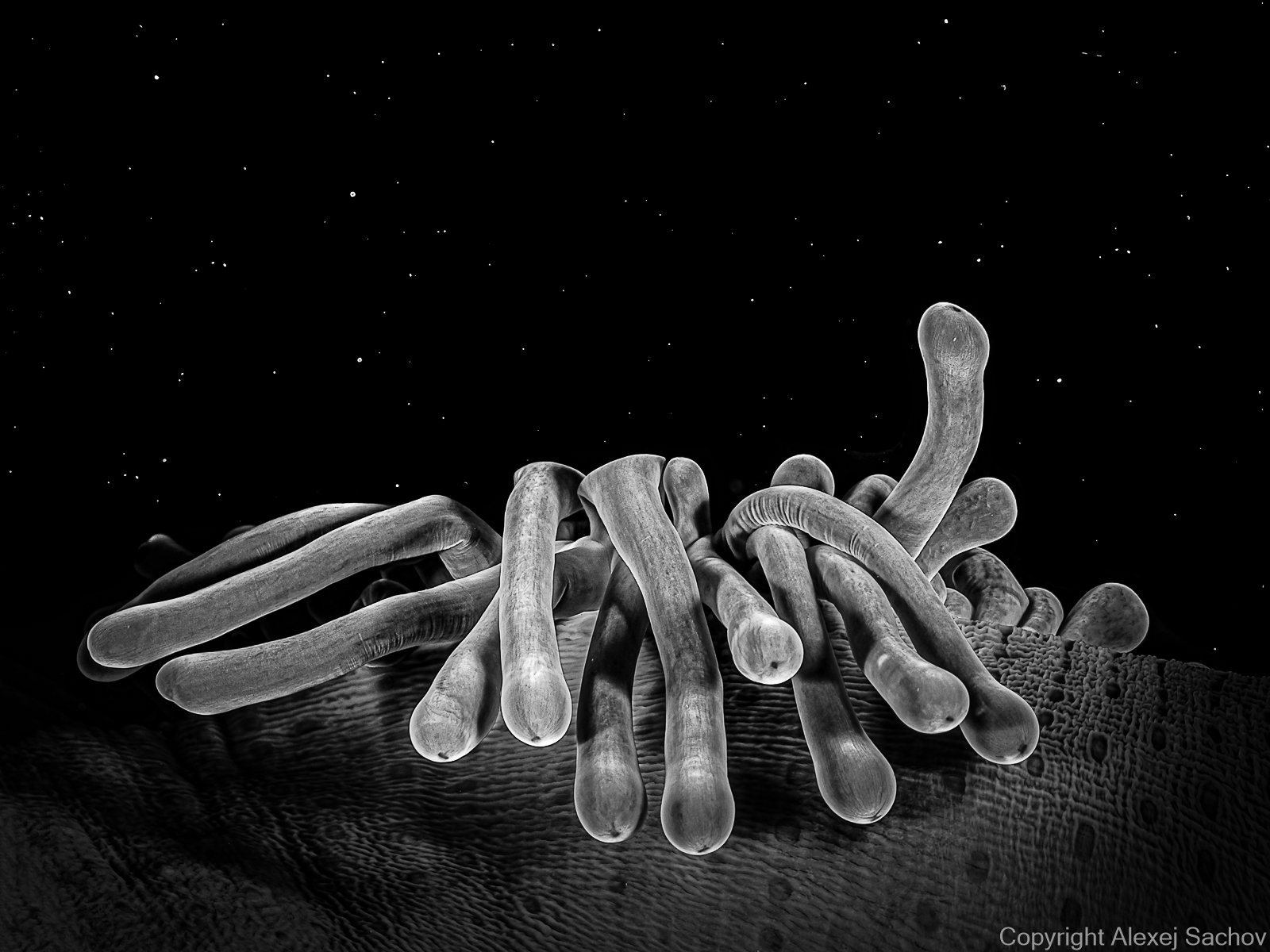 Monochrome underwater photograph «Cosmic Corals» from the series The Shape of Night by Alexej Sachov.
