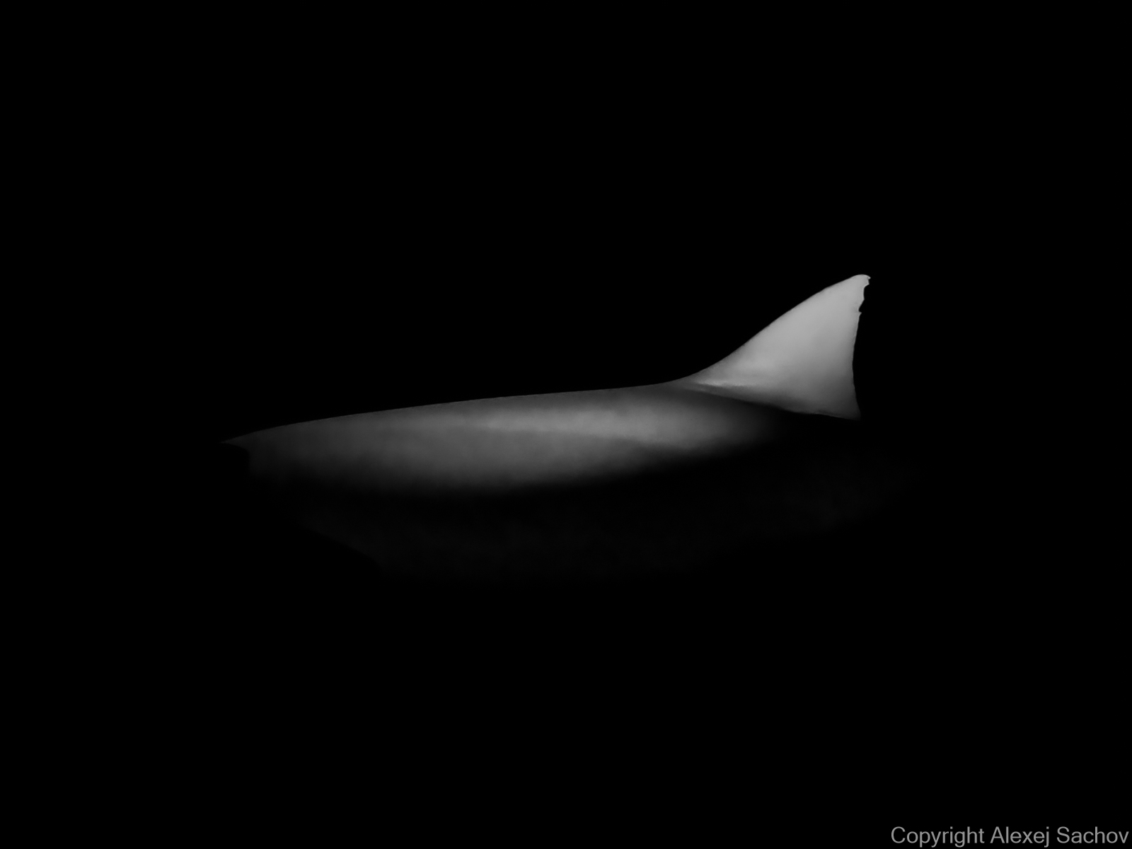 Monochrome underwater photograph «Shark-Ship» from the series The Shape of Night by Alexej Sachov.