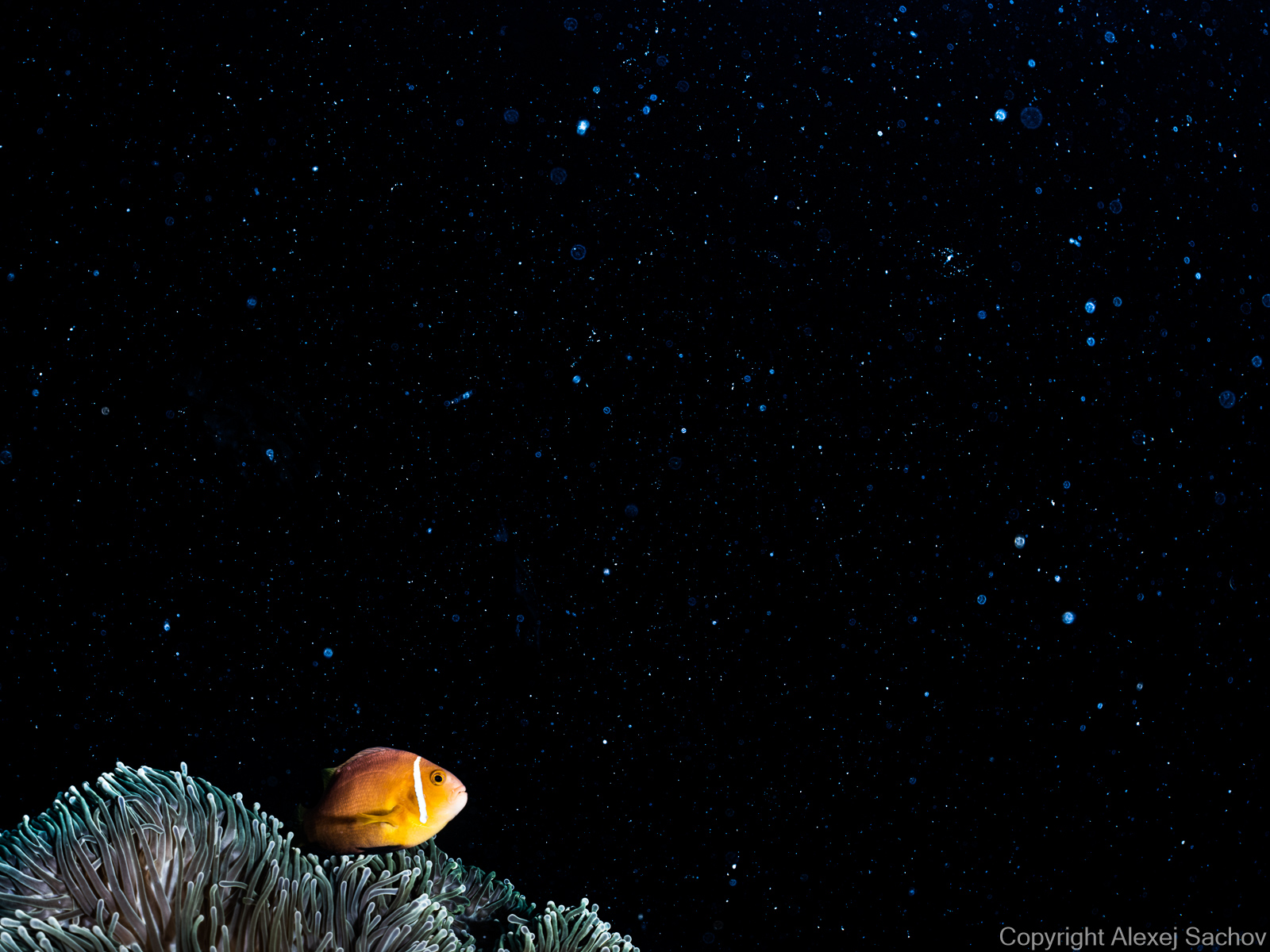 Underwater abstract photograph «Dreamer» from the Starships series by Alexej Sachov.