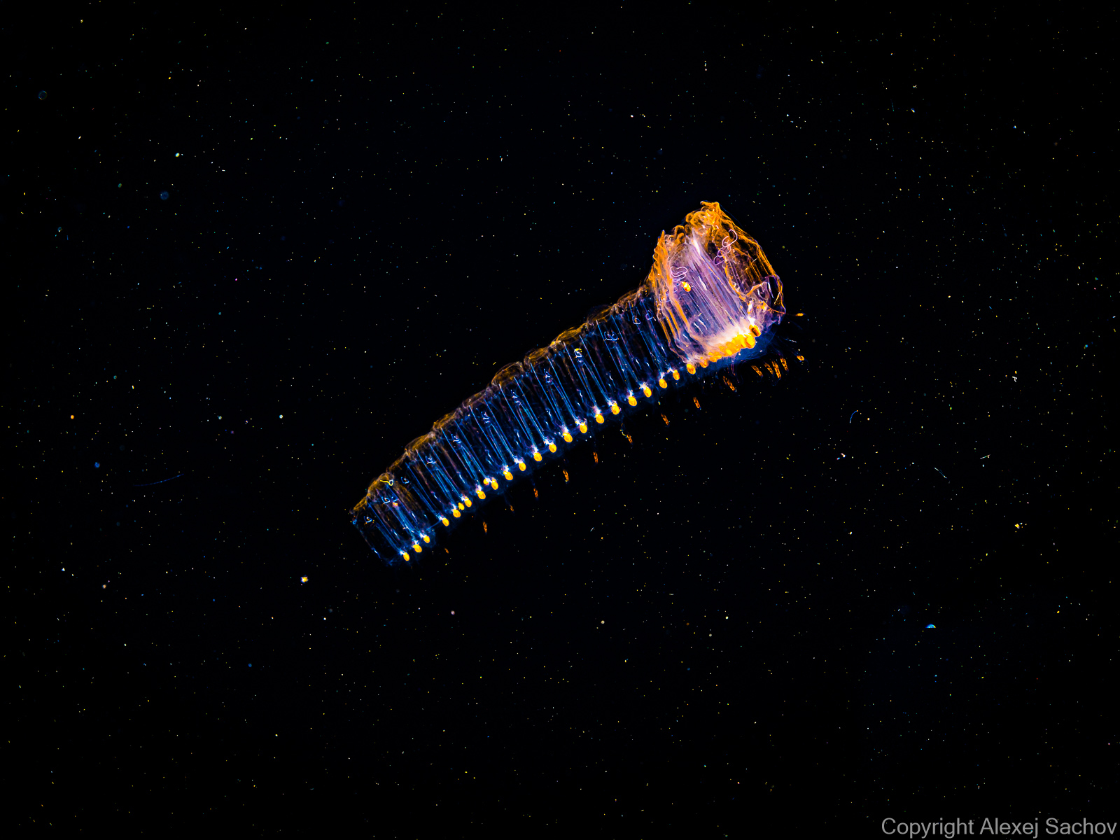 Underwater abstract photograph «Transporter» from the Starships series by Alexej Sachov.