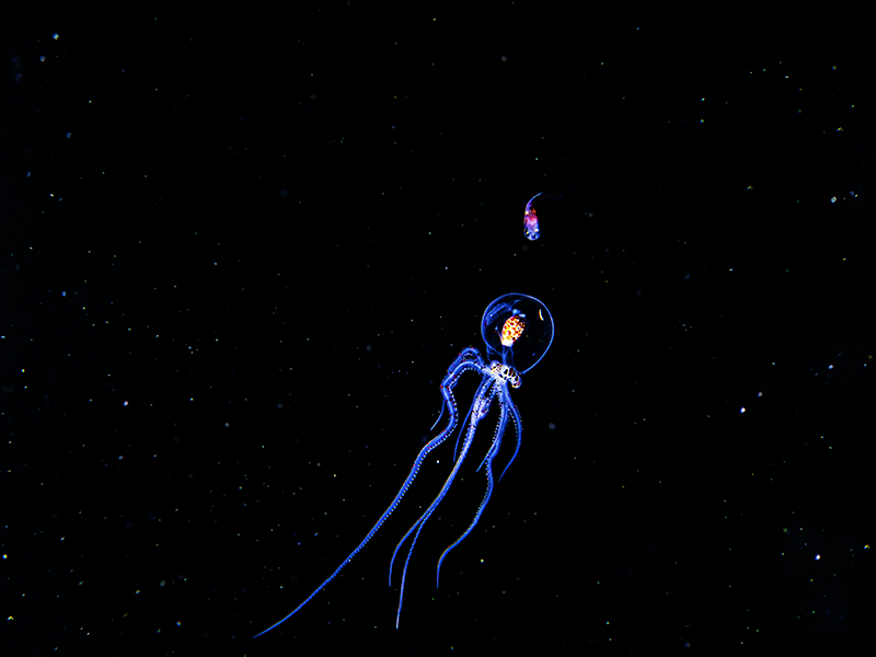 Underwater art from the series Aliens Underwater by Alexej Sachov.