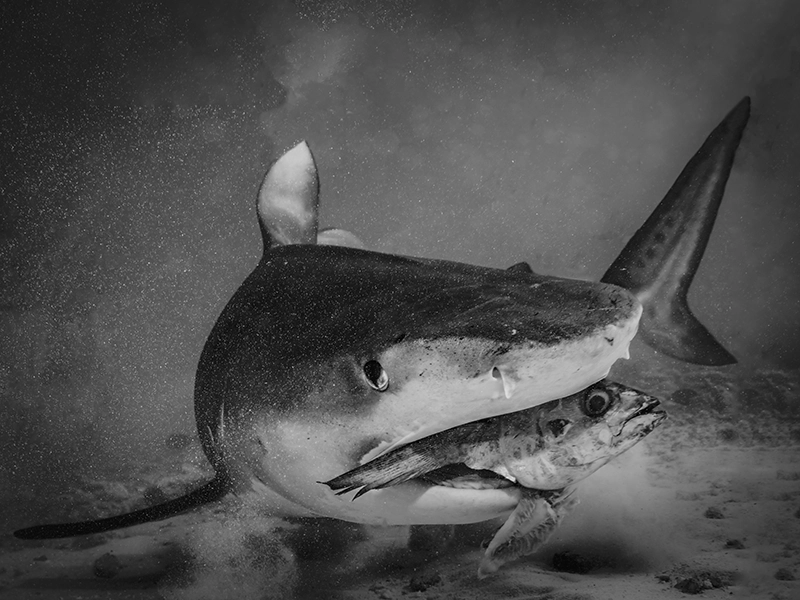 Underwater art from the series The Big Fish and Others by Alexej Sachov.