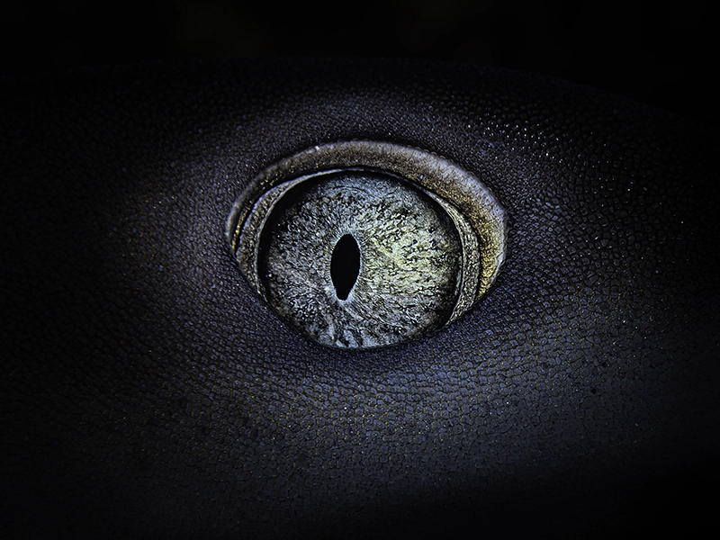 Underwater art from the series Searching for the Truth in the Fish Eye by Alexej Sachov.