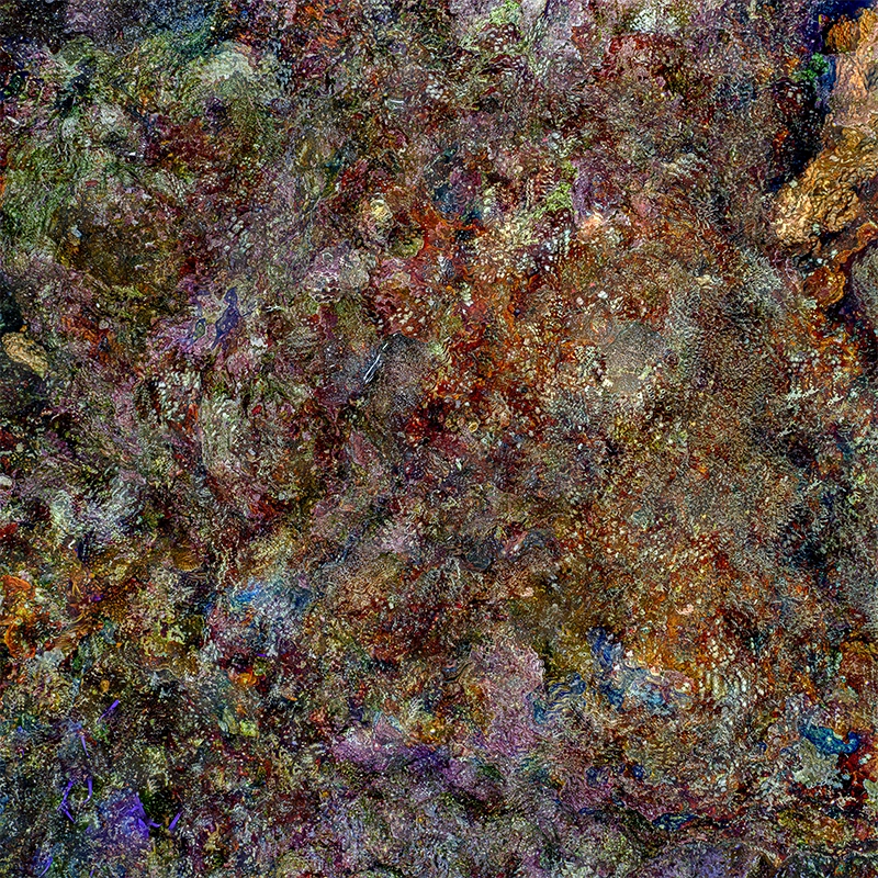 The Jewel of Nature #1 (2025) by Alexej Sachov. Fine art photography, coral reef macro. photo basel/berlin 2026, POSITIONS Berlin Art Fair, Tempelhof Airport Berlin.